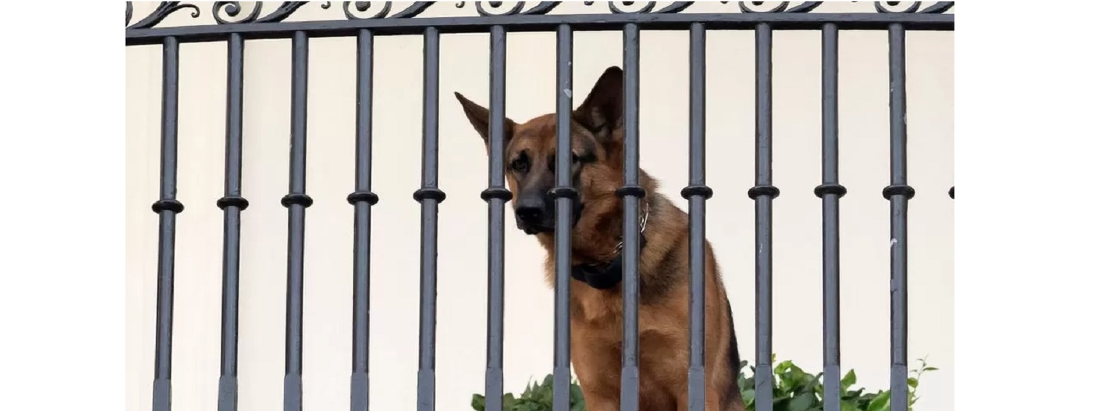 வெள்ளை மாளிகையில் இருந்து வெளியேற்றப்பட்ட நாய்